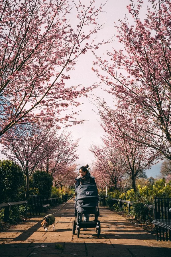 Family walking beneath blossom trees during an outdoor photography session